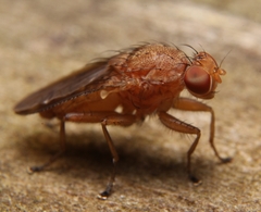 Suillia quinquepunctata