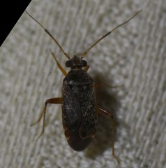 Polymerus testaceipes