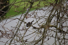 Poecile atricapillus