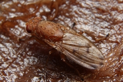 Suillia quinquepunctata