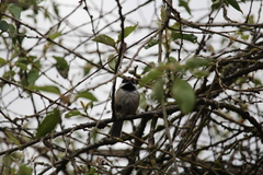 Poecile atricapillus