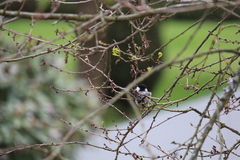 Poecile atricapillus