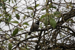 Poecile atricapillus