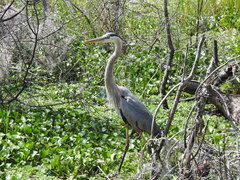 Ardea herodias