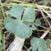 Marsilea drummondii - Photo (c) lilyperry, algunos derechos reservados (CC BY-NC)