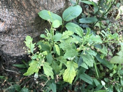 Dichrocephala integrifolia