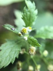 Dichrocephala integrifolia