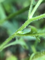 Dichrocephala integrifolia