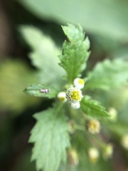 Dichrocephala integrifolia