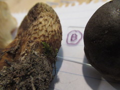 Retiboletus griseus