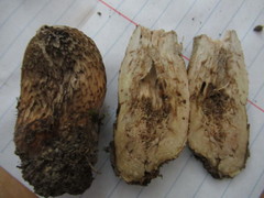 Retiboletus griseus
