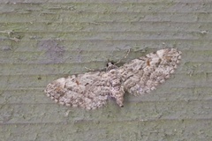 Eupithecia graefii