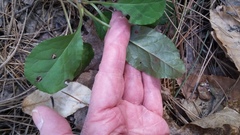 Orthilia secunda