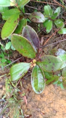 Rhodomyrtus tomentosa