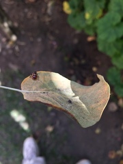 Eriopis connexa