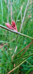 Juncus arcticus