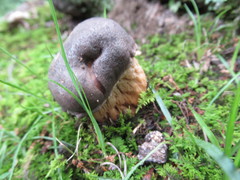 Retiboletus griseus