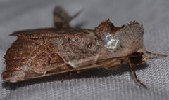 Gonodes liquida