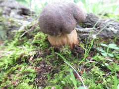 Retiboletus griseus