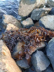 Carpophyllum flexuosum