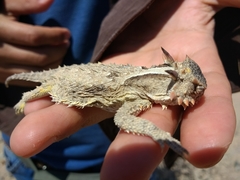 Phrynosoma cerroense
