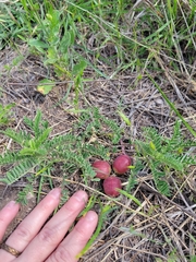 Astragalus crassicarpus