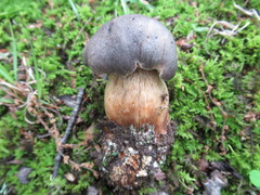 Retiboletus griseus
