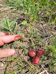 Astragalus crassicarpus