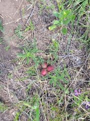 Astragalus crassicarpus