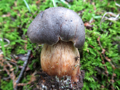 Retiboletus griseus