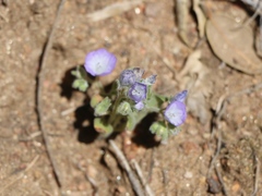 Phacelia curvipes
