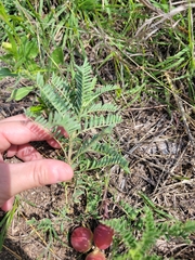 Astragalus crassicarpus