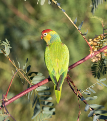 Psitteuteles versicolor