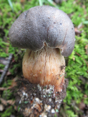 Retiboletus griseus