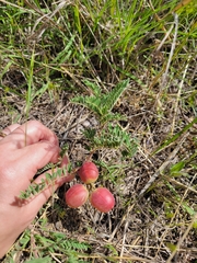 Astragalus crassicarpus