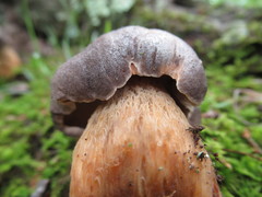 Retiboletus griseus