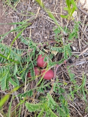 Astragalus crassicarpus