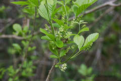 Allophylus racemosus