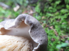 Retiboletus griseus