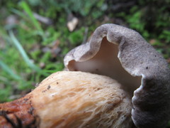 Retiboletus griseus