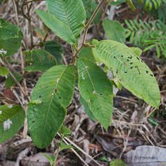 Davilla kunthii