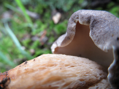 Retiboletus griseus