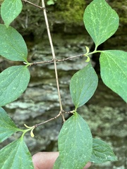 Philadelphus hirsutus