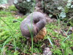 Retiboletus griseus