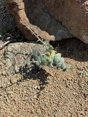 Streptanthus morrisonii