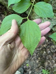 Philadelphus hirsutus