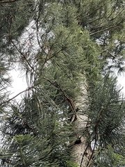 Eutacta