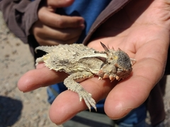 Phrynosoma cerroense