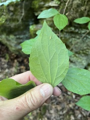 Philadelphus hirsutus