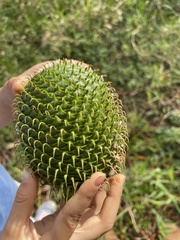 Eutacta